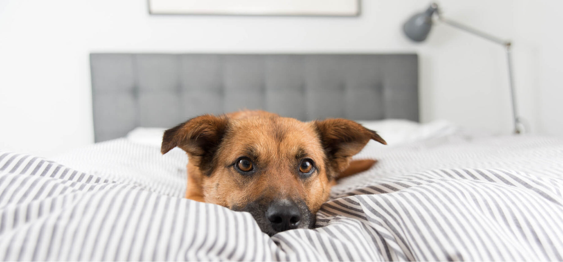dog sleeping on the bed.